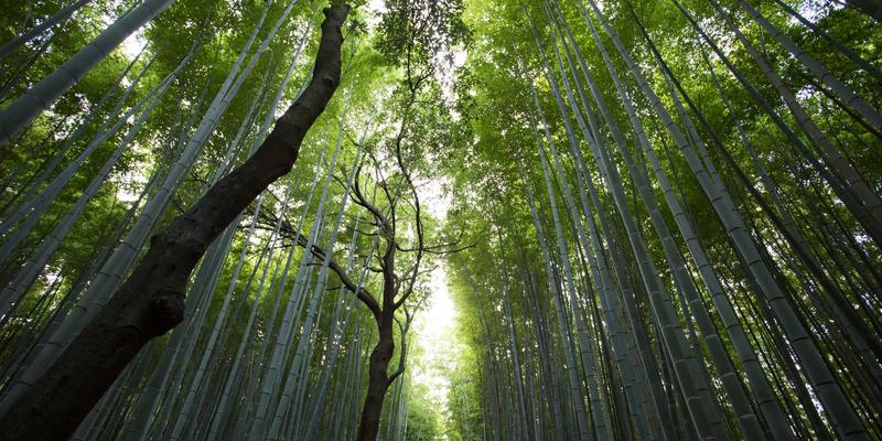 贵阳顺天府深度攻略：解锁贵州美食、茅台文化与地道特产寻味地图